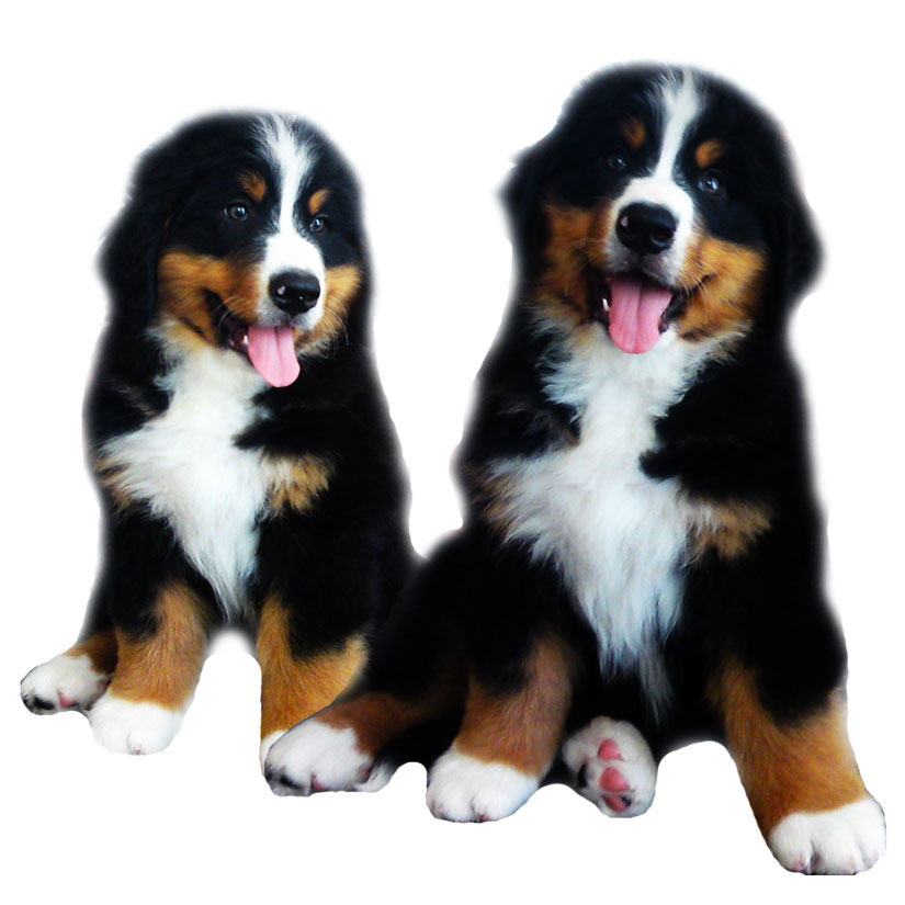 Bernese Mountaindog pupppys van de Clemensberghoeve